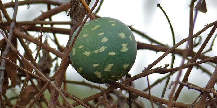 Praan Naturals Calabash Oil