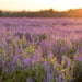 CPL Aromas has published its 2019 sustainability and impact reports and recently signed the IFRA sustainability charter.