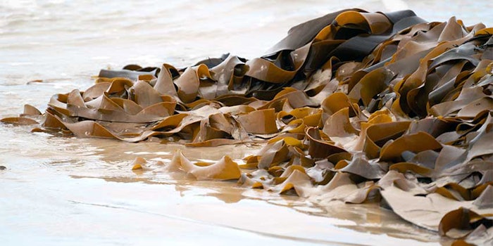 Marinova Fucoidan Seaweed Actives