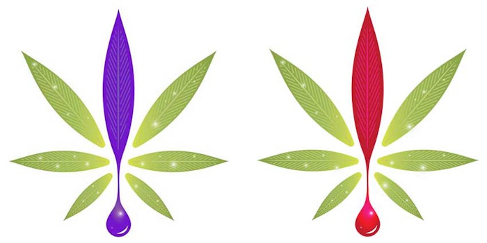 Bio Component Research (BCR) has presented its CBD-based ingredients, Purple Haze Emulsion and Cherry Blaze MCT.