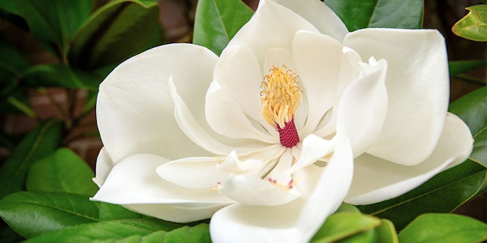 Cosphatec's Cosphaderm Magnolia Extract 98 is a multifunctional natural extract from magnolia bark.