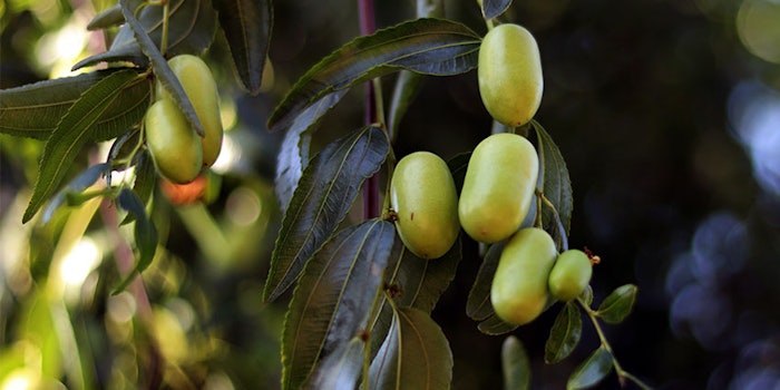 GlowAGE by Mibelle Biochemistry is based on an extract from the leaves of Ziziphus spina-christi.