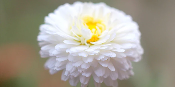 The Roman chamomile comes from the Piedmont region in Italy.