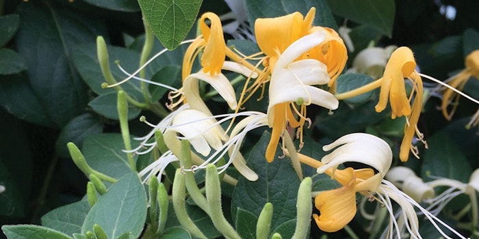 campo-research-jan850