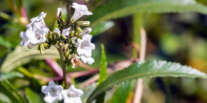 SantEnergy is based on Eriodictyon californicum, or also known as yerba santa.