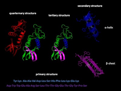 The “primary” structure of a protein is given by its amino acid sequence—the order of the amino acids in the long chain. This sequence, based on the genetic code in DNA, is unique to each protein species and is designated in writing either with the three-letter code, e.g., Tyr-Lys-Ala-Ala-Val … (see Figure 1) or a one-letter code, for long chains; e.g., YKAAV. This sequence does not tell us anything about the shape of the protein—and even less about its function.