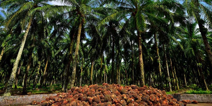 Global demand for palm oil continues to grow for a broad range of uses.