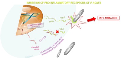 As shown here, Sebuless® neutralizes the pro-inflammatory potential of P. acnes, the bacteria that triggers seboregulating troubles. (mRNA coding for TLR-2 synthesis: -50%, p