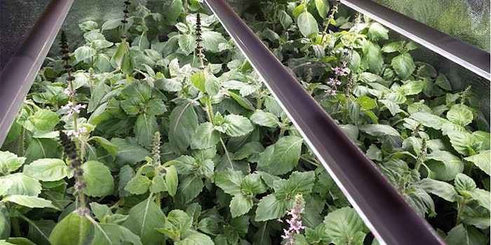 Cosmosil HB Oil and Butter are derived from holy basil.