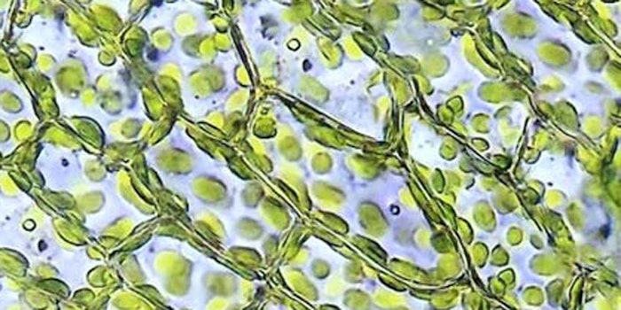 Moss-Water-Management_850x425