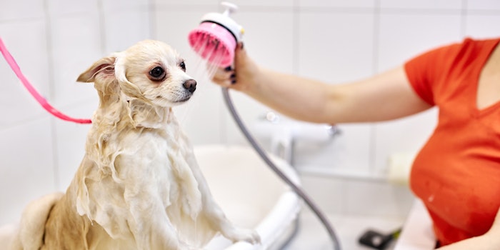 burts bee pet shampoo