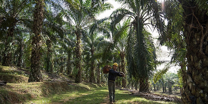 From 2020, BASF sources all palm (kernel) oils exclusively from RSPO-certified sustainable sources.