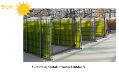 MICROALGAE EXTRACT SIGNFICANTLY BALANCES SEBUM PRODUCTION