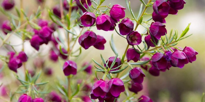 Boronia Absolute - The Remarkable Floral Extract with an Unexplained Disconnect | Global