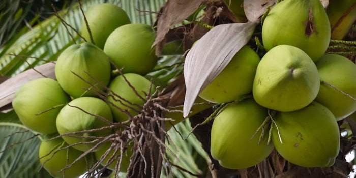 Sabinsa's Cococin (Cocos nucifera [pictured] liquid endosperm) is an anti-aging ingredient that promotes healthy cell growth and supports blood circulation.