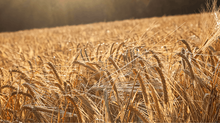 Full Circle’s Barley TONIQ utilizes an enzymatic extraction to ferment barley in order to create a skin-soothing active that rebalances irritated skin.