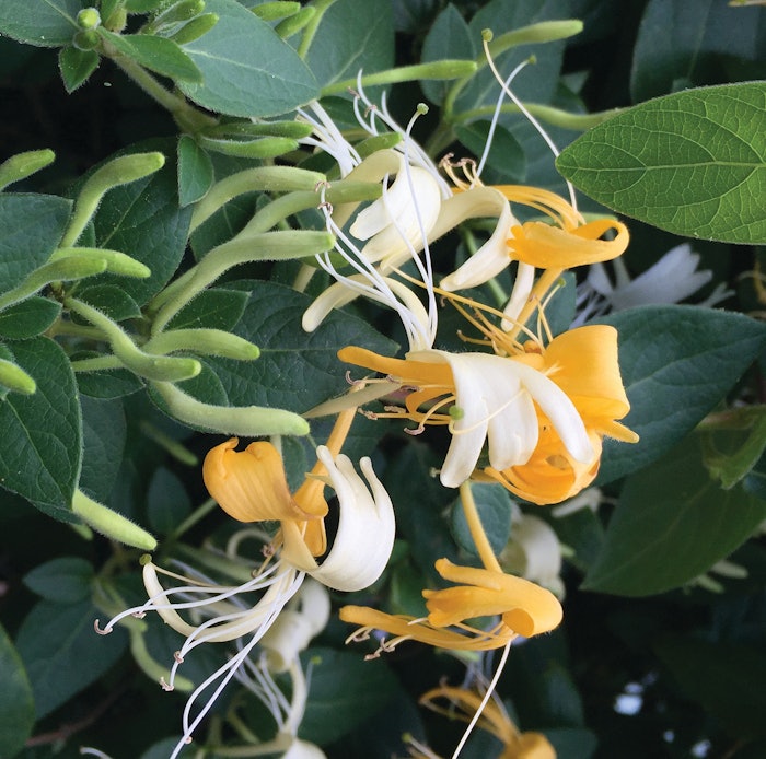 Honeysuckle
