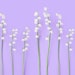Veri Peri holds the sweetness of periwinkles with lily of the valley and a twist of amber and musk.