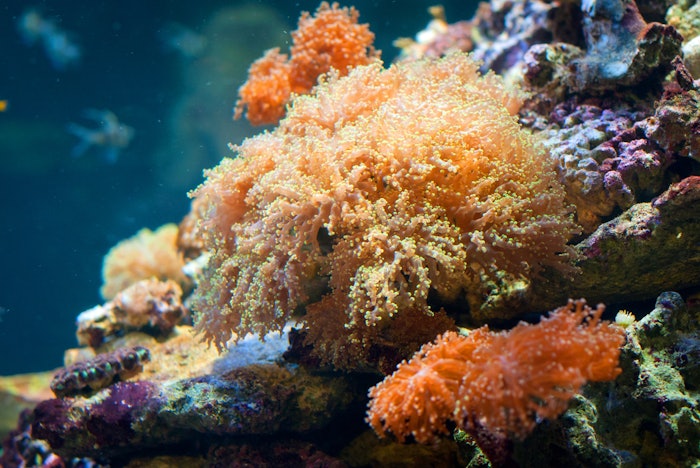 Concerns are growing that lotions used for sun protection are harming slow-growing corals.