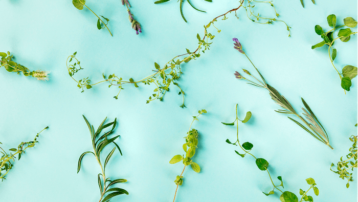 Antofénol and Symrise are collaborating on research and development on sustainable extraction techniques.