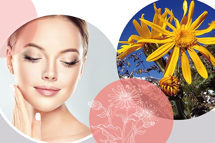 Adeplump increases the size of the adipocytes by accelerating both growth and differentiation of preadipocytes even at low concentrations.