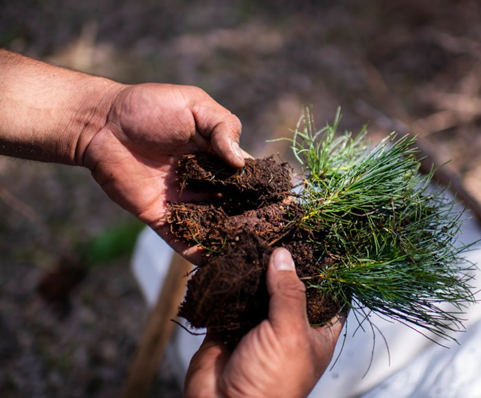 Image Credit: David Bowman, courtesy of The Nature Conservancy
