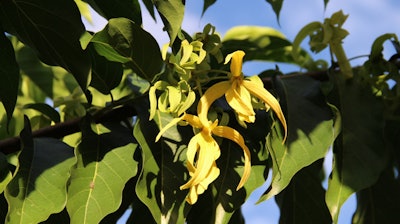 Berje Gci2204 Ylang Ylang Flower