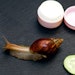 Hyaluronic acid and antioxidants found in snail mucin have been used to treat skin disorders since ancient times.