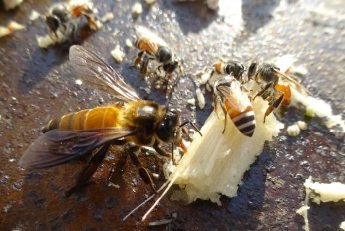 The Women for Bees training program in Cambodia is for 11 women beekeepers.