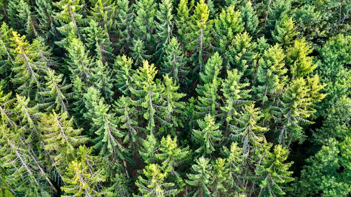 Firever is obtained from excess forest seeds via a patented enzymatic, solvent-free eco-process.