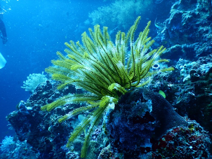 Arcaea purchased Gadusol Laboratories to use their technology to produce sunscreen compounds naturally found in marine life. Image courtesy of Tom Fisk for Pexels.