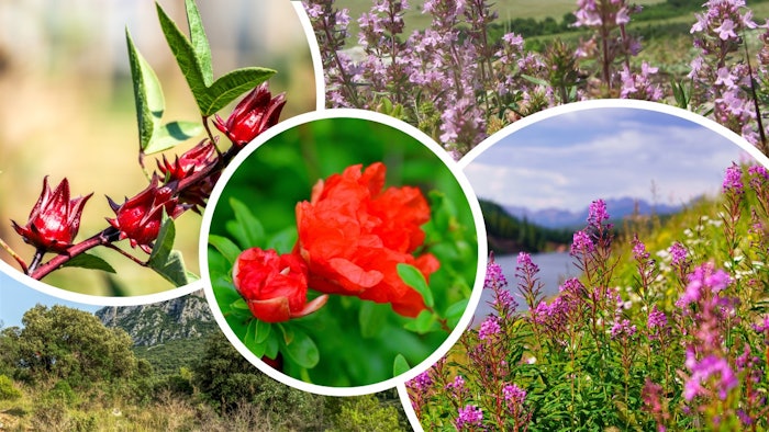 Oléoactif ingredients are created using vegetable oil to transfer the biological footprint of a plant directly in an oil-based complex.