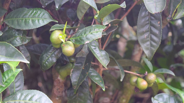 SC Group's SpecPure BTS Saponins comprise pentacyclic triterpene saponins and glycoside compounds extracted from the seed of edible Camellia sinensis.