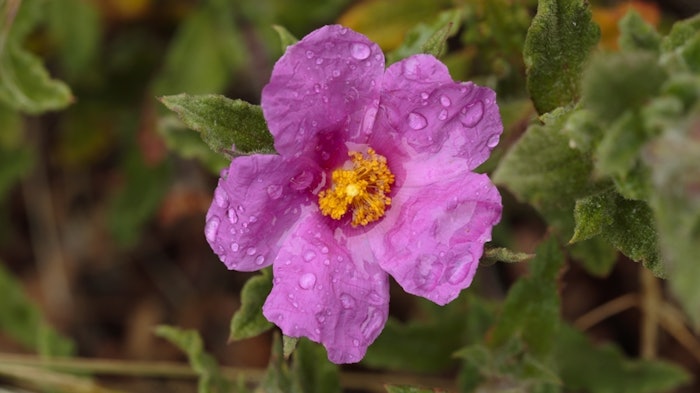 The Cistus incanus flower, otherwise known as the hoary rock rose, is indigenous to the Israeli desert and is a hybrid of Cistus albidus and Cistus crispus.