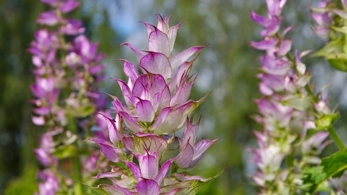 Created from sclareolide found in clary sage fields, sclareance reduces the appearance of skin irritation and dandruff as well as helps the skin activate vitamin D functions to restore the scalp.