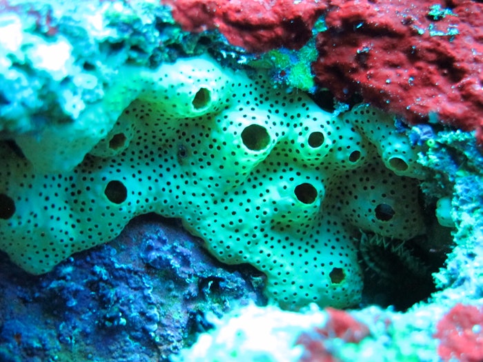 Didemnun sp. ascidia, a target species of Apoena Biotech’s Blue Amazon bioprospecting program.