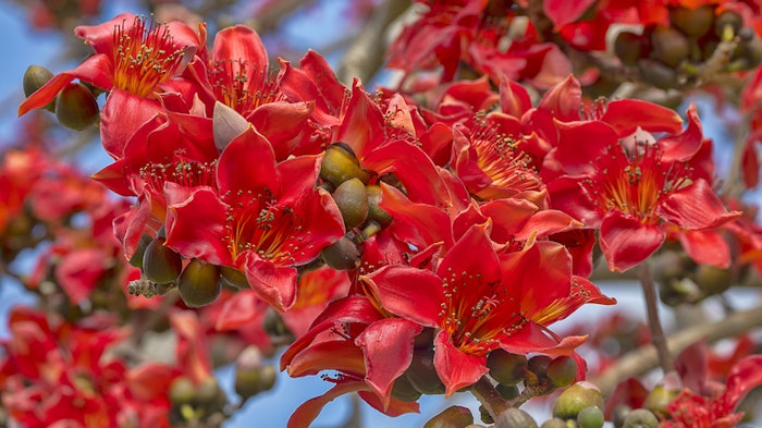 The ingredient is sourced from the calyxes of the red Kapok tree flowers (pictured) in Africa by the company in a classified forest and biosphere reserve protected by a UNESCO program.