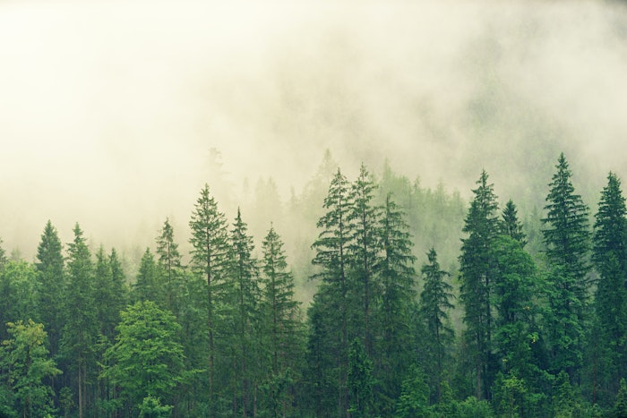 Just 25 companies made CDP's 2022 Forests A List; photo by Johannes Plenio at Pexels.