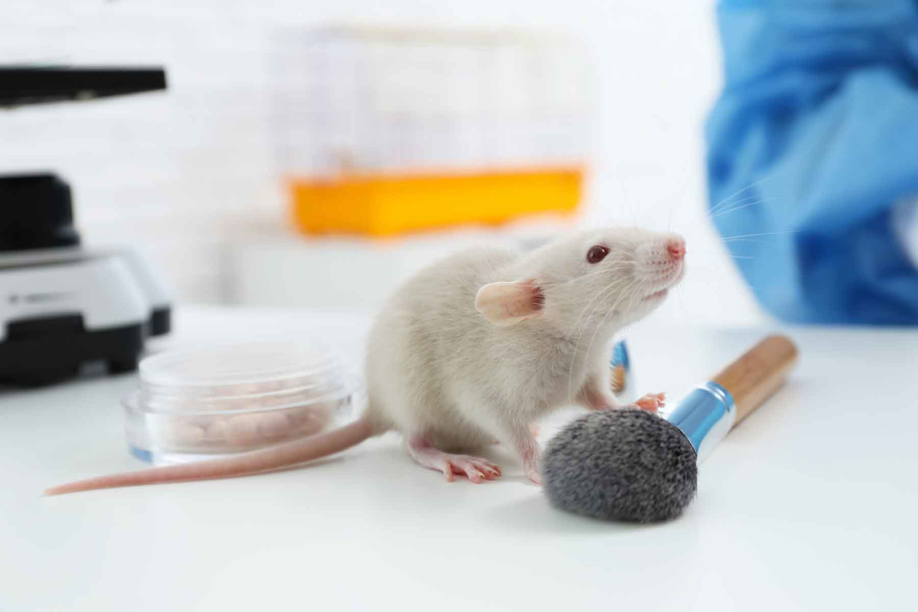 A 2019 petition to the House of Commons stated, 'We, the undersigned residents of Canada, draw the attention of the House of Commons ... [that] animal testing is unnecessary to prove the safety of cosmetic products.'