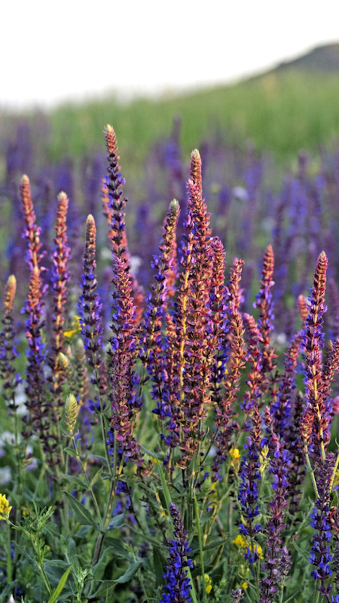 (Pictured) Clary Sage (Salvia sclarea). Each ingredient works to create a line that promotes healthy, radiant skin, per Ashland.