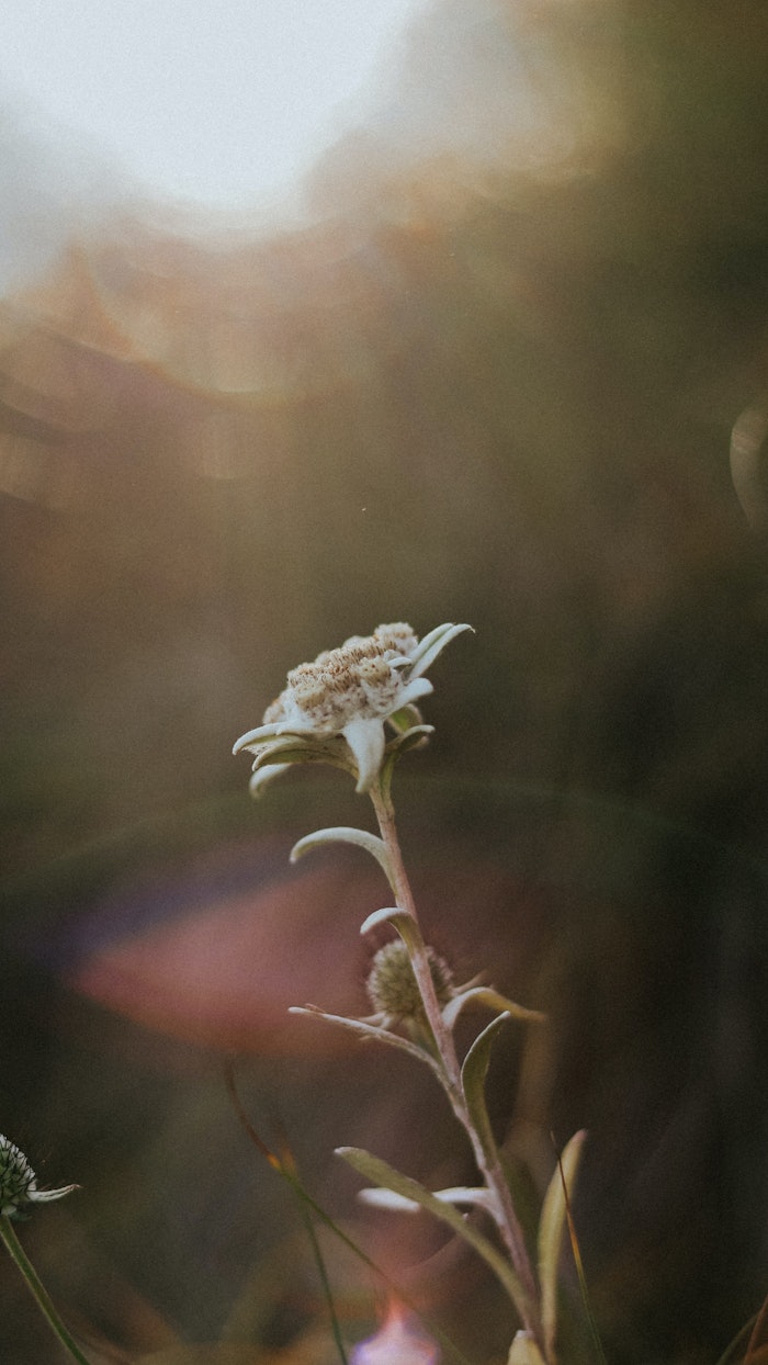 (Pictured Leontopodium Alpinum Flower). its formulation lineups are made with sustainably and ethically sourced ingredients and aim to capture the age of 'Terrapy' — a world where products and services relieve the guilt of climate-conscious consumers and reduce climate change.