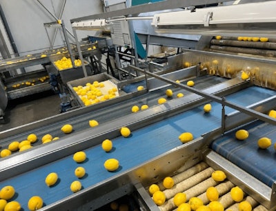 A visit to one of the eight Natural Fruit Company’s packing operations. The company’s total annual capacity is 400,000 MT of fruit, obtained from both its own 3,000 ha of farms and 2,000 associated farmers.