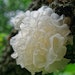 The silver ear mushroom (pictured) has been cherished in Asian cultures for centuries due to its hydrating and rejuvenating properties.