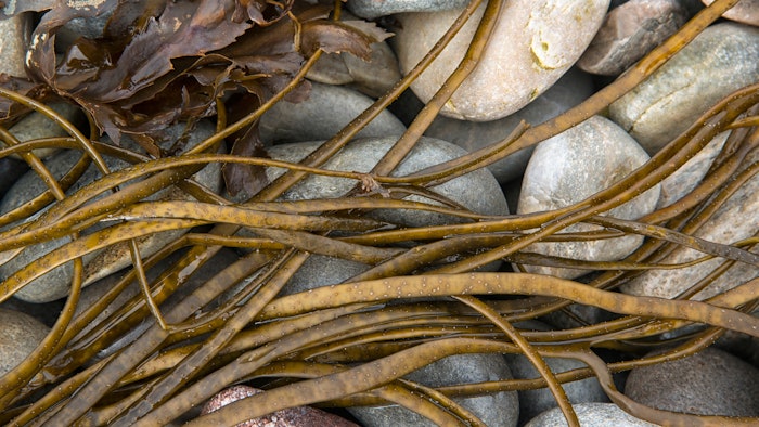 The ingredient's mode of action has been evaluated in vitro, demonstrating a restoration of mechanical properties of fibroblasts close to the value of a fibroblast 28 years younger.