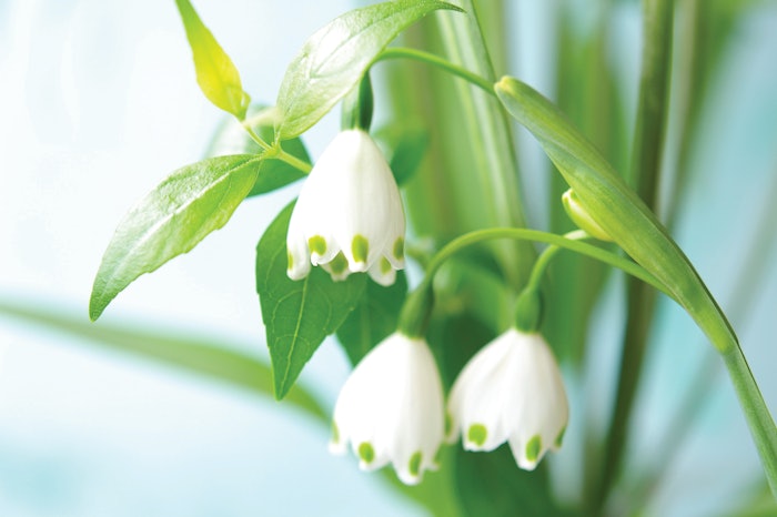 Ibr Snowflake Image jpeg