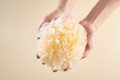 Integrity Ingredients’ IntegriMoist Silver Ear Mushroom Powder Extract for skin care is derived from Tremella fuciformis sporocarp.