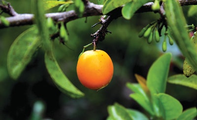 Kupanda’s Mideka Ximenia Oil (INCI: Ximenia americana (ximenia) seed oil), sourced from Zimbabwe and known as “wild plum” oil, can be applied as an emollient, conditioner, skin softener, and in other hair and body applications, per the company.