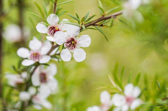 Mānuka Oil is sourced from the mānuka tree, a plant that is known to regenerate first after a natural disaster, such as a flood or fire.