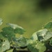 Icscindiancress Microgreens Copy