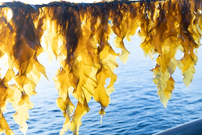 The biotechnology startup produces the cosmetic bioactive compound by using green chemistry to gently isolate the complex, naturally hydrating polysaccharides found in the source seaweed.